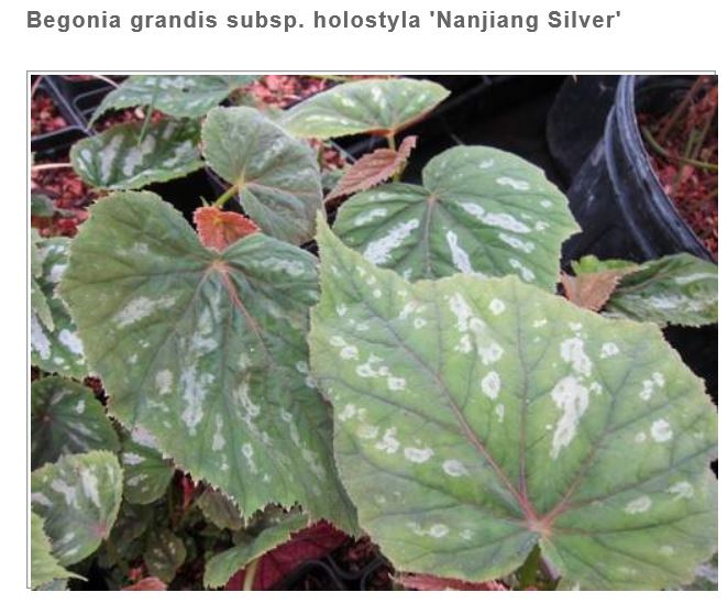 B. ‘grandis ‘Nanjing Silver’’